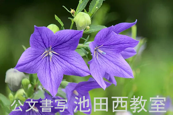 画像の説明